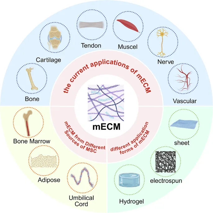 Circular diagram showing interconnected nutrient groups supporting musculoskeletal function